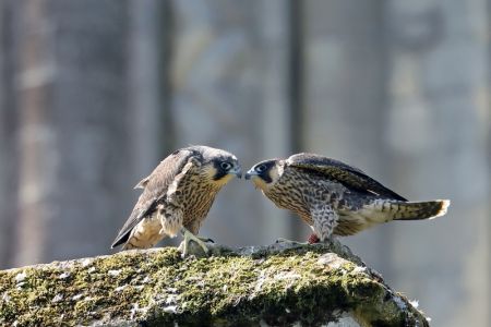 Juvenile male and female peregrines, 11 June 2018